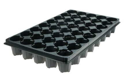 Wielodoniczka 40 komórek